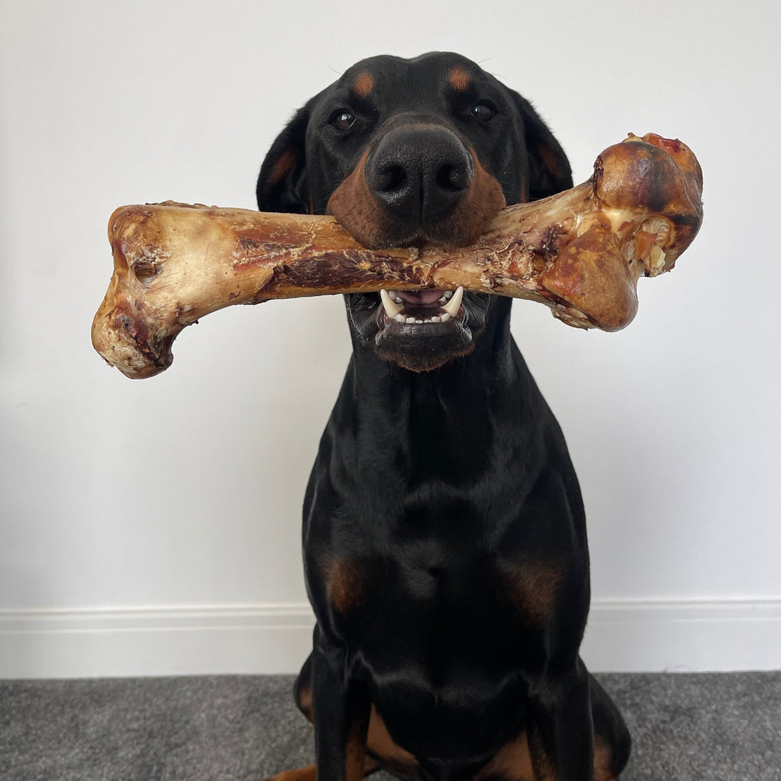 Ostrich Bone