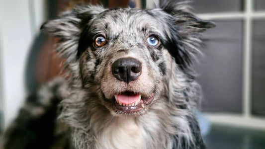 I’ve Been Pro Raw Since 2013. I Still Am. But Read This If Your Raw-Fed Dog Is Still Itchy.