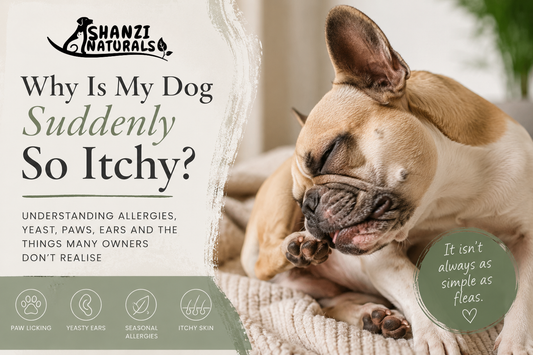 French Bulldog licking paws due to itchy skin and allergies with text about yeast, seasonal allergies and dog itching by Shanzi Naturals.
