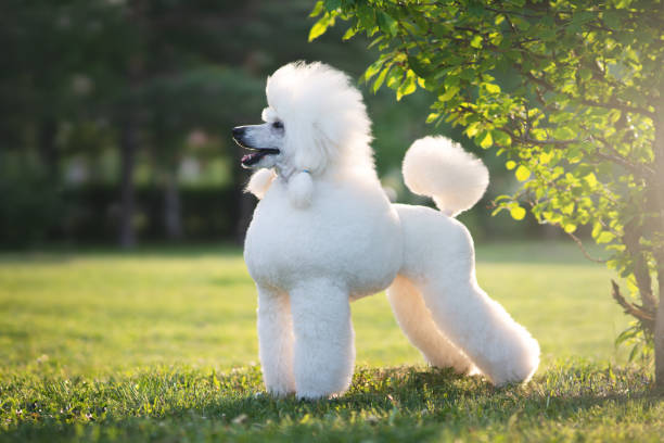 How to Properly Care for a Poodle Coat