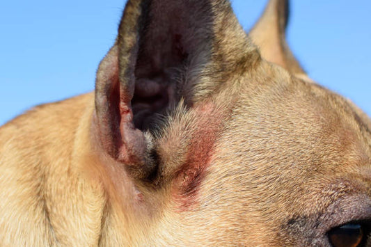 How to Effectively Tackle Yeast in Dogs