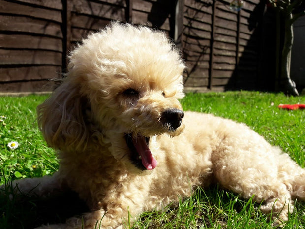 Banner image for: <h1><span style="text-decoration:underline">NATURAL DOG FOOD</span></h1><h4></h4>