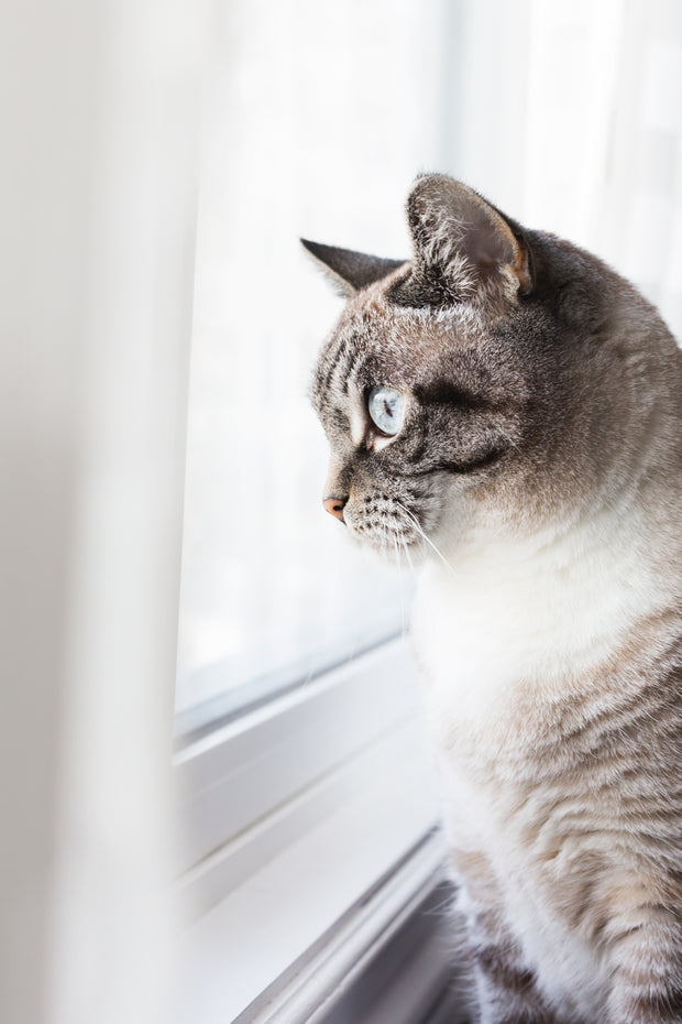 Banner image for: <h1><span style="text-decoration:underline">NATURAL FOOD FOR CATS</span></h1>