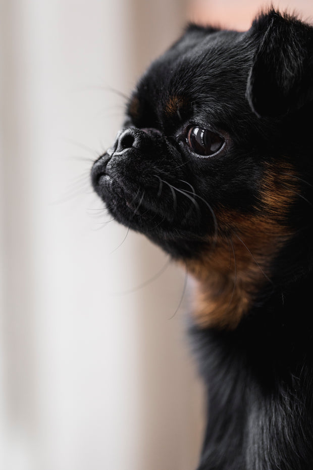 Banner image for: <h1><span style="text-decoration:underline">NATURAL DOG FOOD</span></h1><h4></h4>