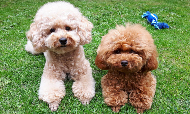 Tanzi and shayna the toy poodles behind shanzi naturals